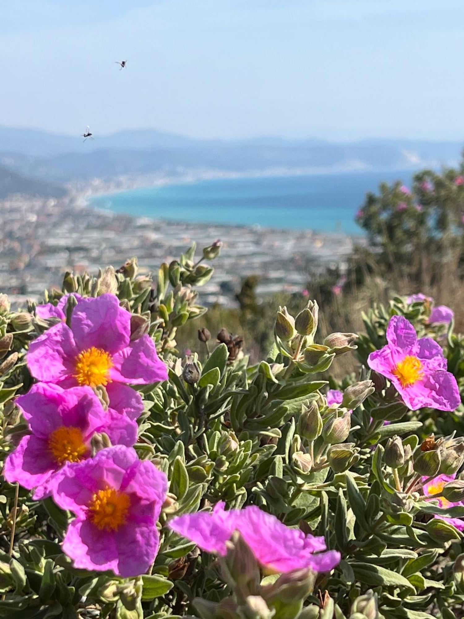 Le Torri Riviera Holiday Albenga Dış mekan fotoğraf